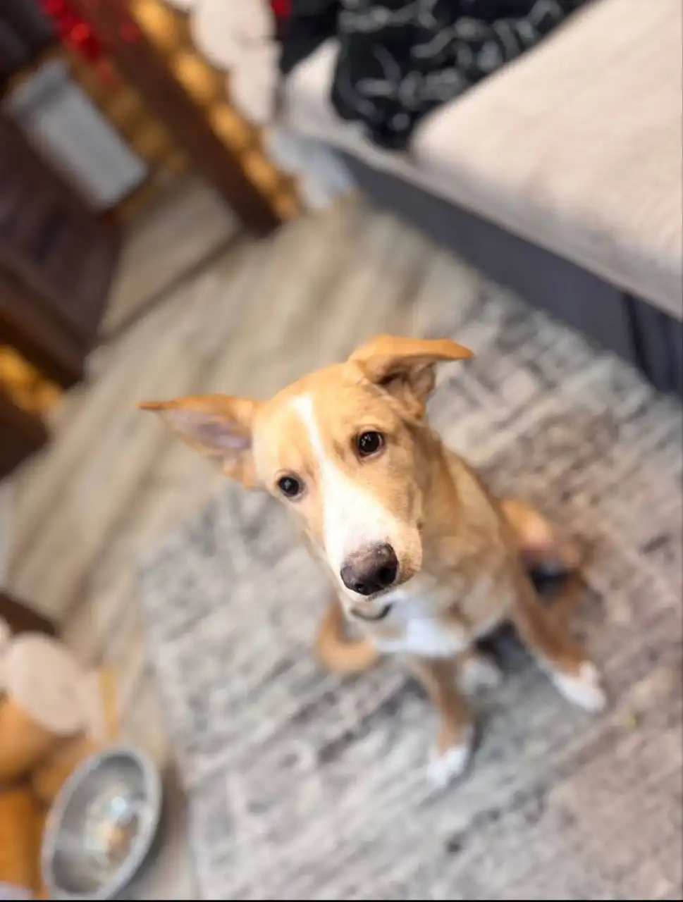 Щенок 5-6 месяцев ищет дом - Собаки (Животные) в Москва