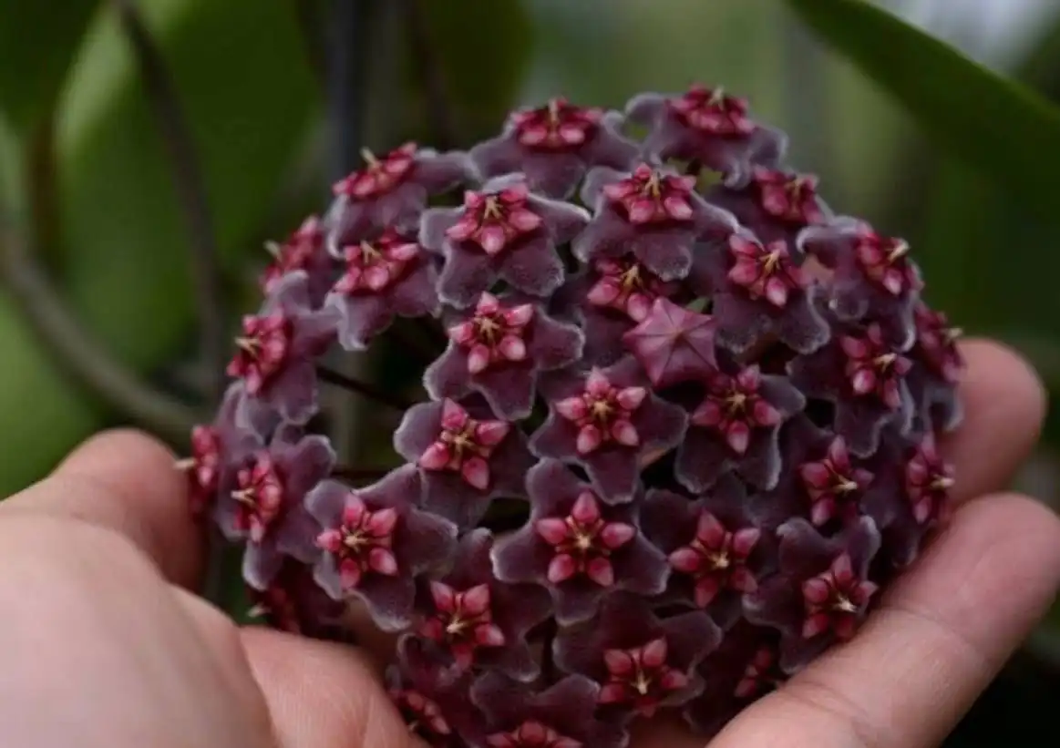 Хойя Pubicalyx Chimera - ампельное растение - Растения (Хобби и отдых) в Мытищи