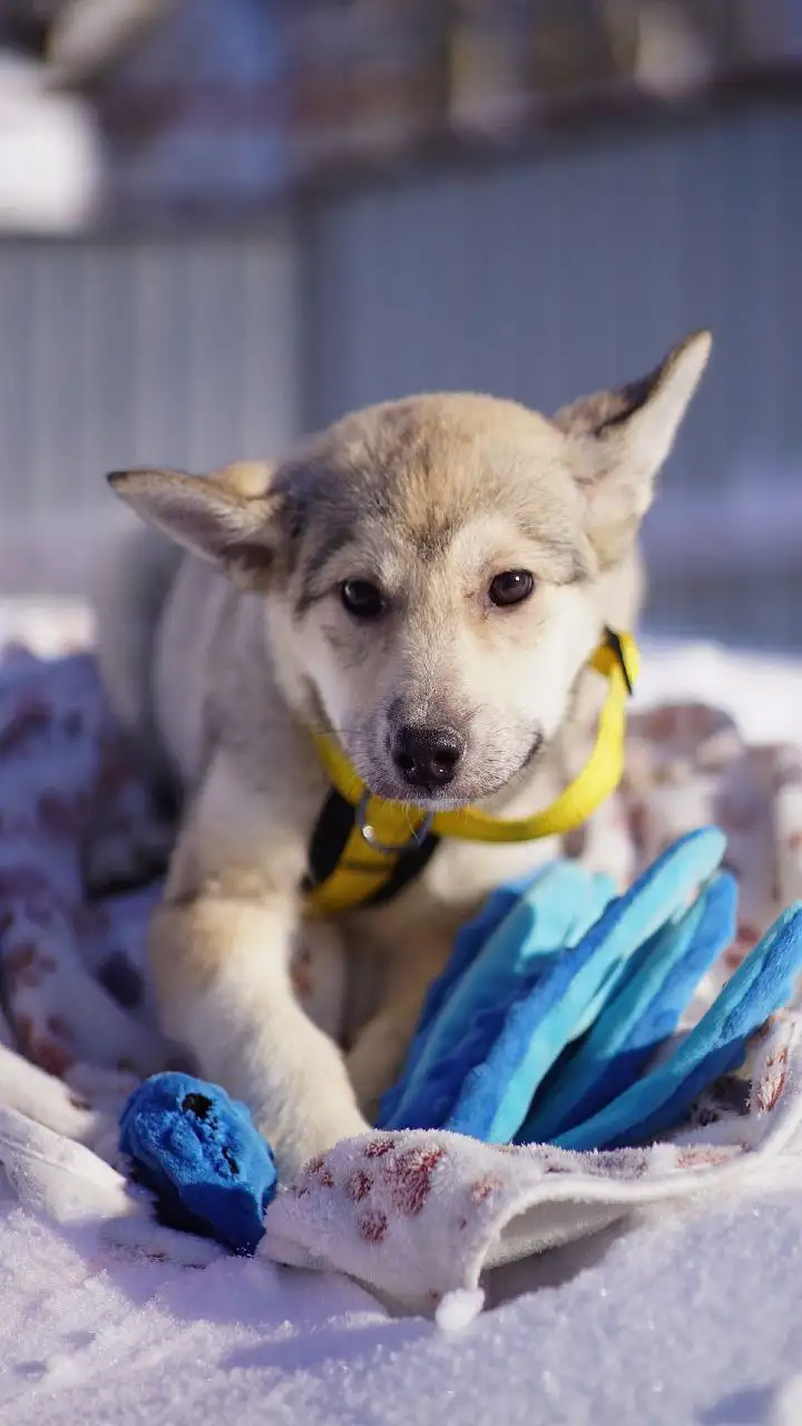 Ищет дом девочка Дея - Кошки (Животные) в Королёв