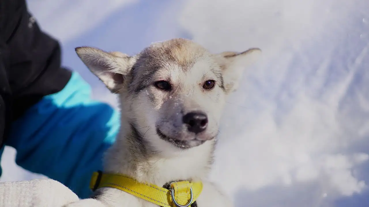 Ищет дом девочка Дея - Кошки (Животные) в Королёв