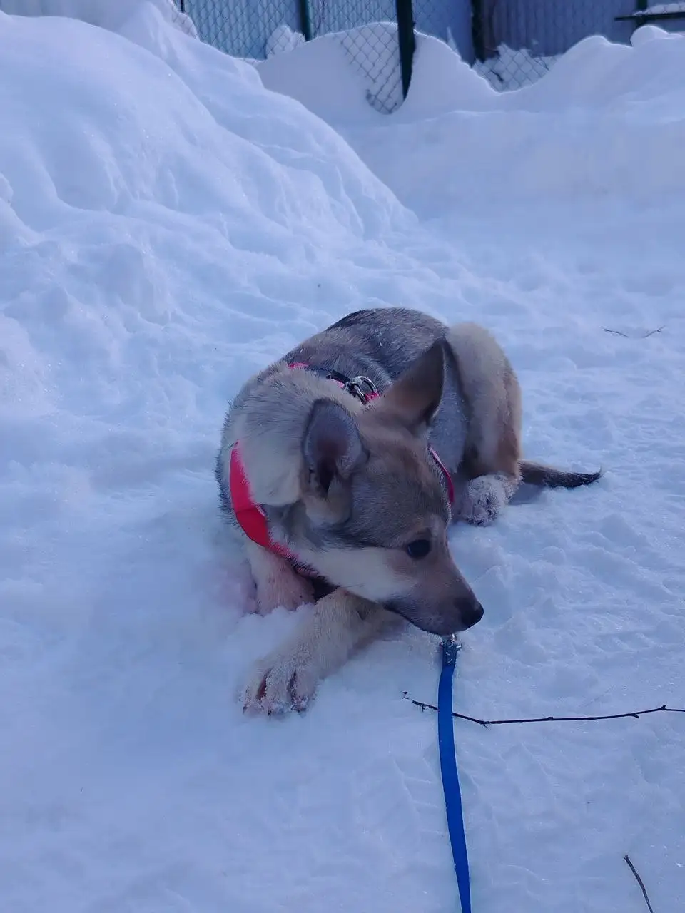 Ищет дом девочка Дея - Кошки (Животные) в Королёв