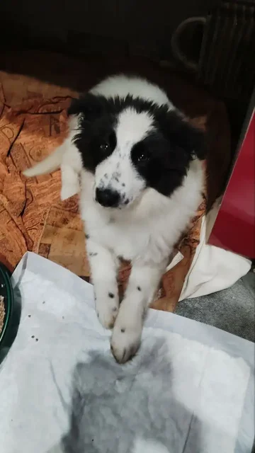 Ищу дом для собаки Плюшка - Собаки в Мытищи