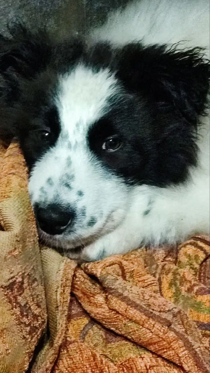 Ищу дом для собаки Плюшка - Собаки (Животные) в Мытищи