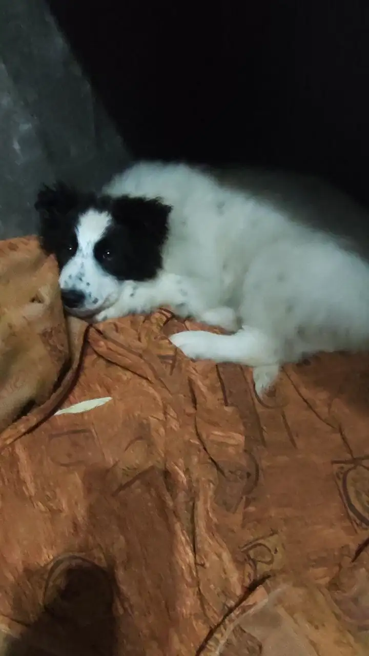 Ищу дом для собаки Плюшка - Собаки (Животные) в Мытищи