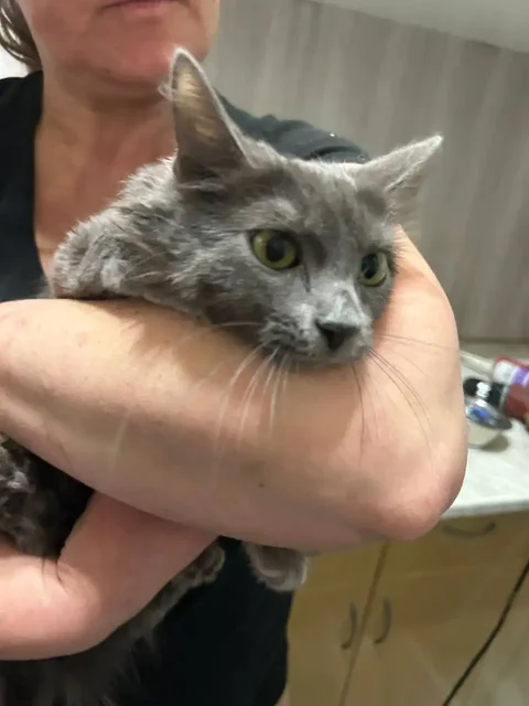 Котёнок-кошечка 7 мес ищет дом - Животные в Москва