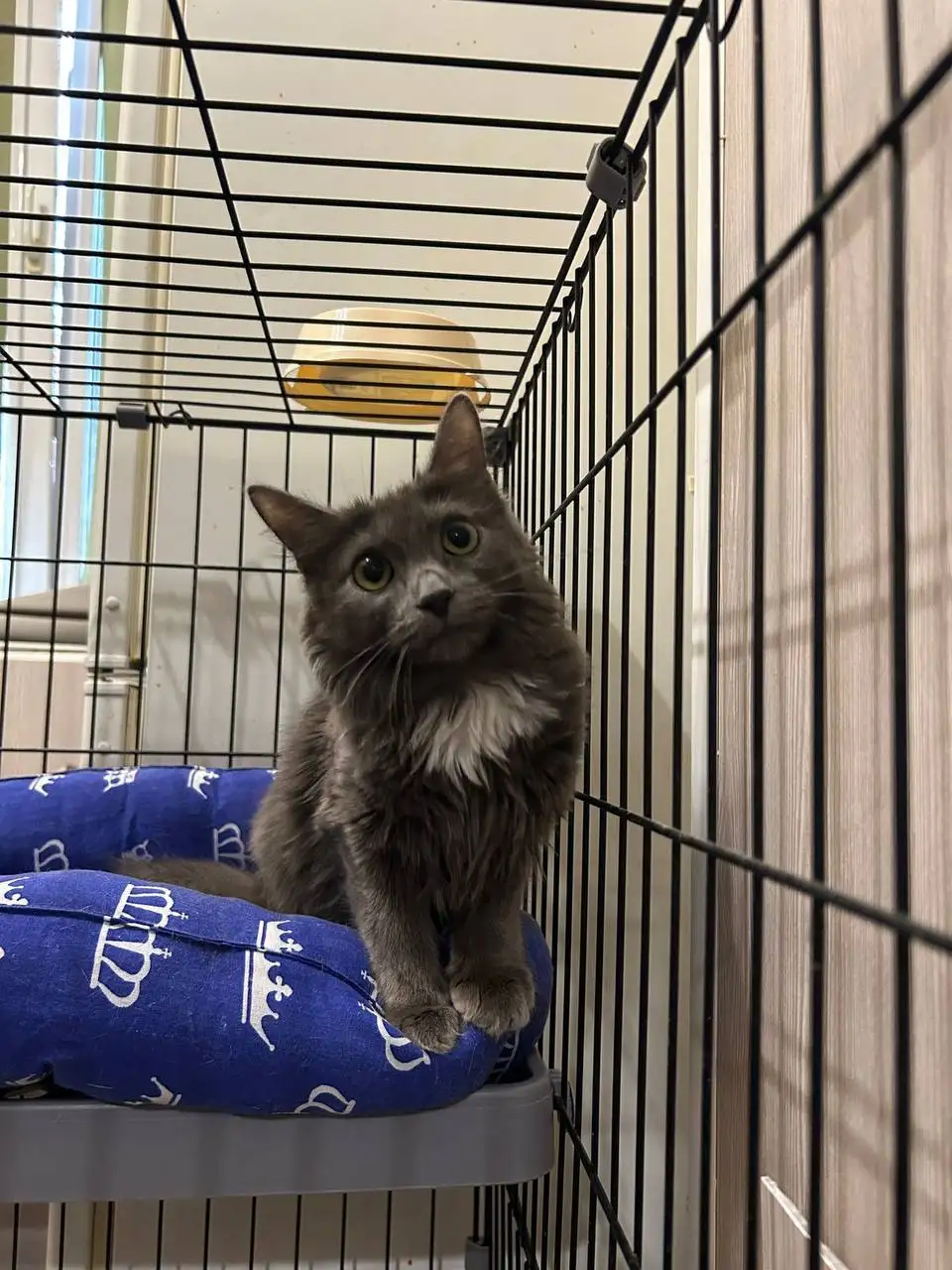 Котёнок-кошечка 7 мес ищет дом - Кошки (Животные) в Москва