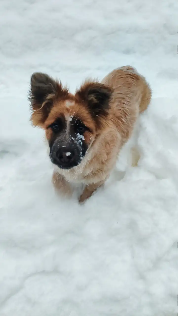 Щенок Бруно ищет дом - Собаки (Животные) в Мытищи