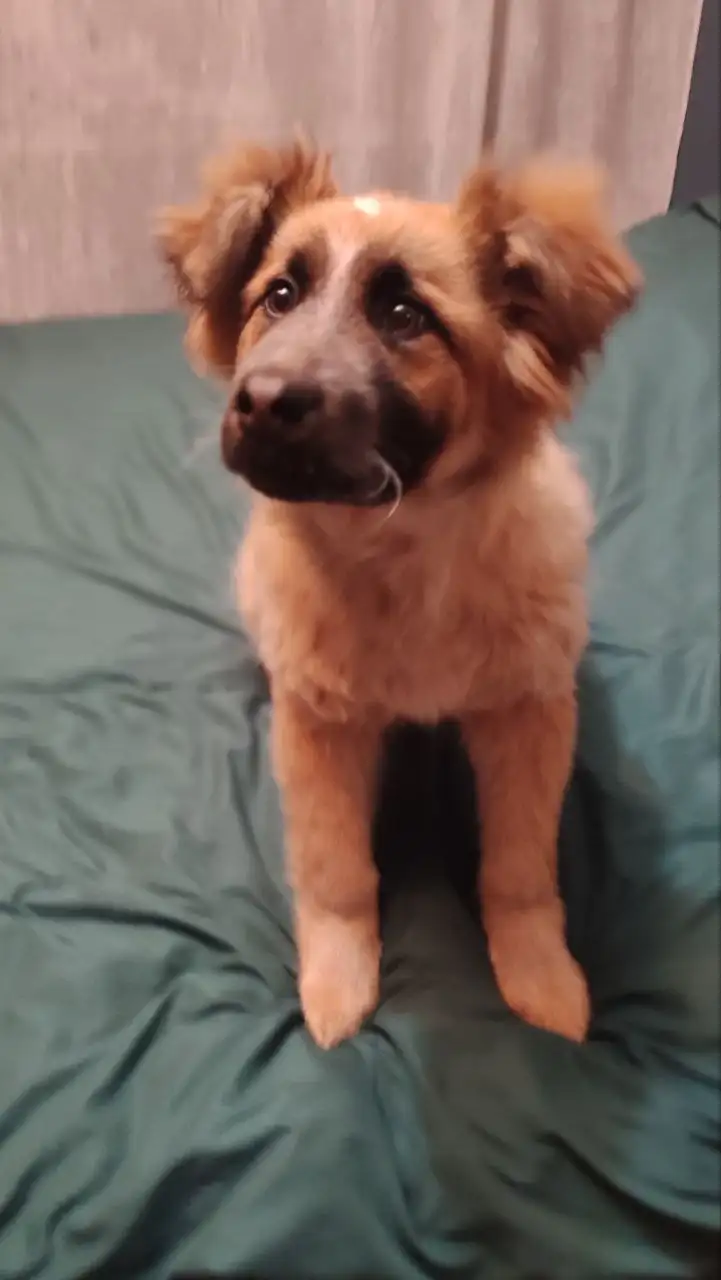 Щенок Бруно ищет дом - Собаки (Животные) в Мытищи