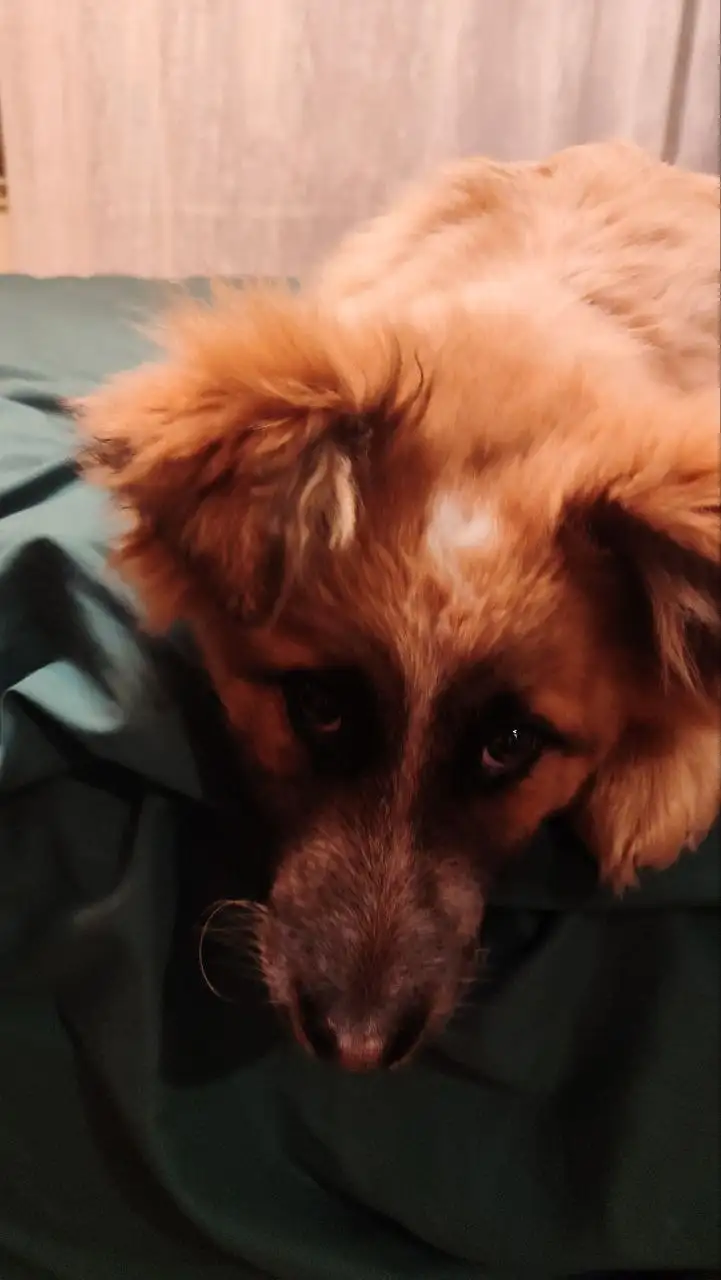 Щенок Бруно ищет дом - Собаки (Животные) в Мытищи