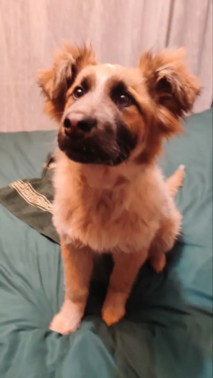 Щенок Бруно ищет дом - Собаки (Животные) в Мытищи