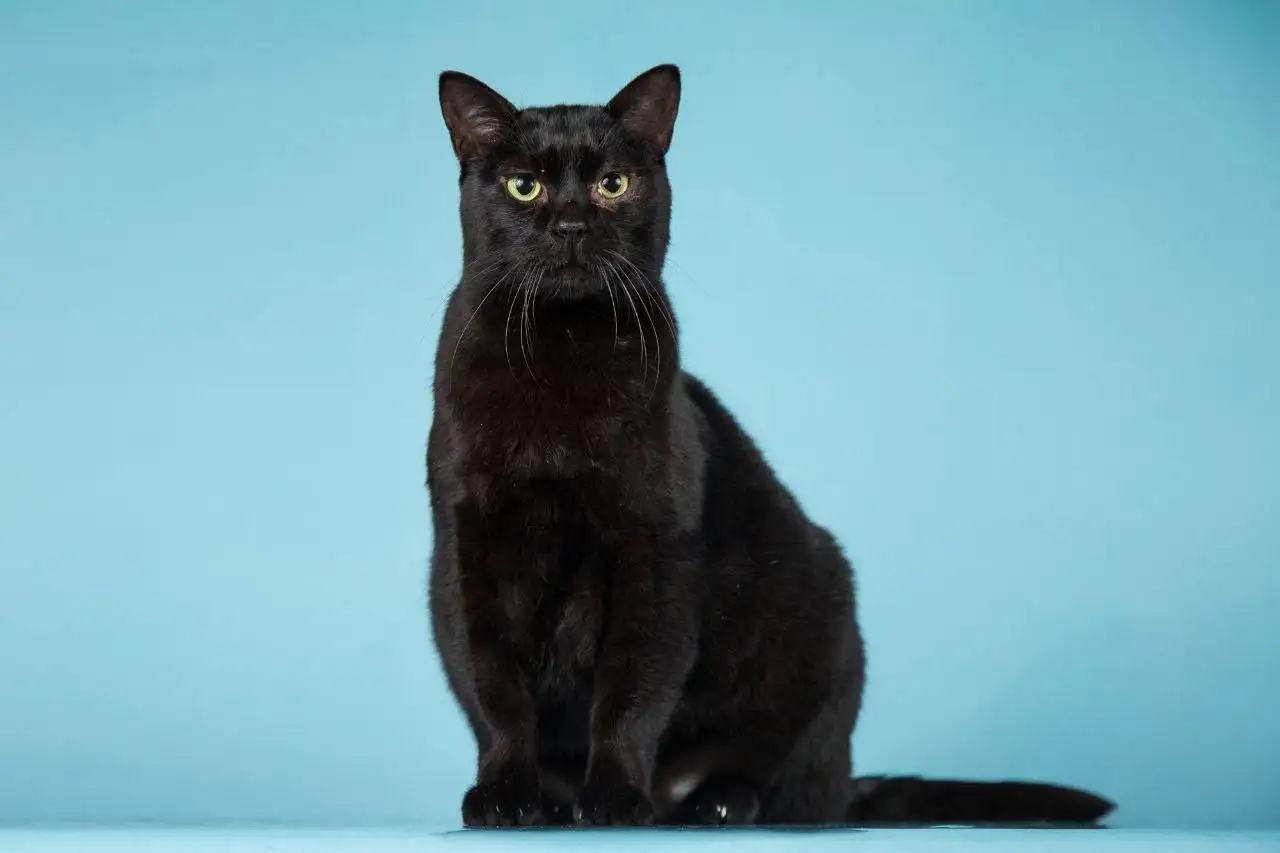 Кот Чешир ищет семью - Кошки (Животные) в Мытищи