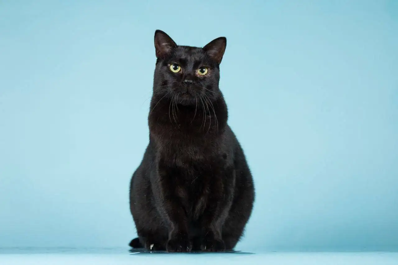 Кот Чешир ищет семью - Кошки (Животные) в Мытищи