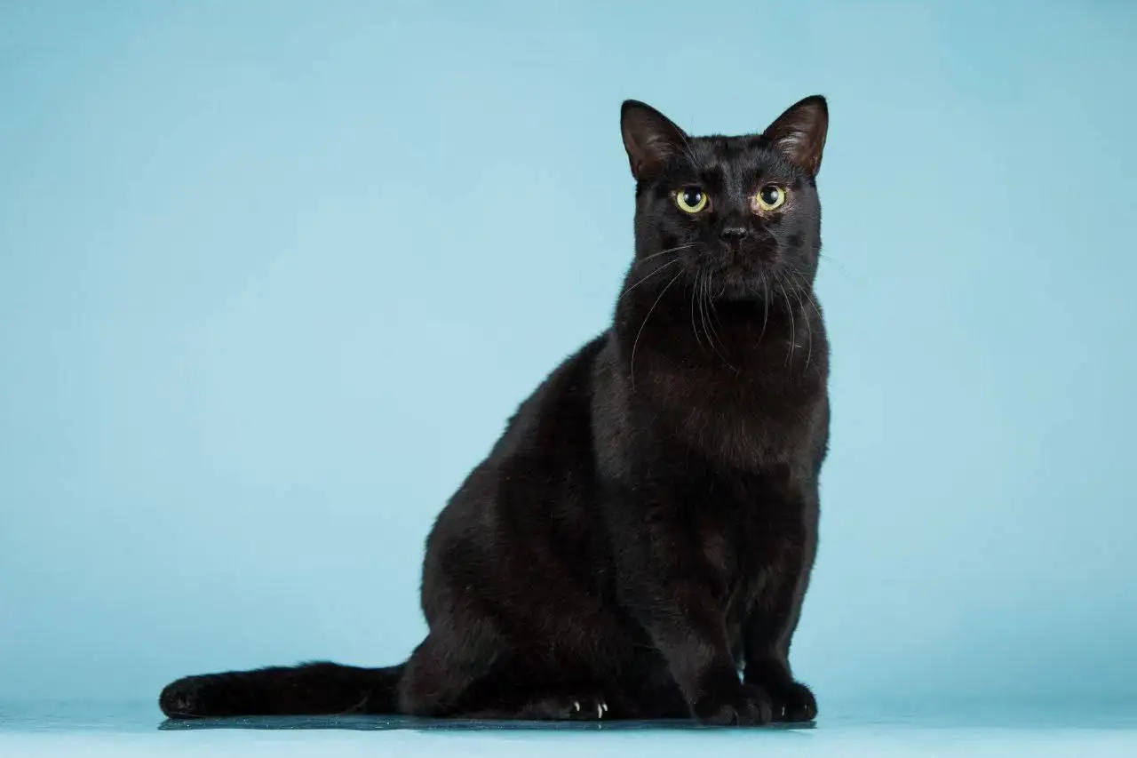 Кот Чешир ищет семью - Кошки (Животные) в Мытищи