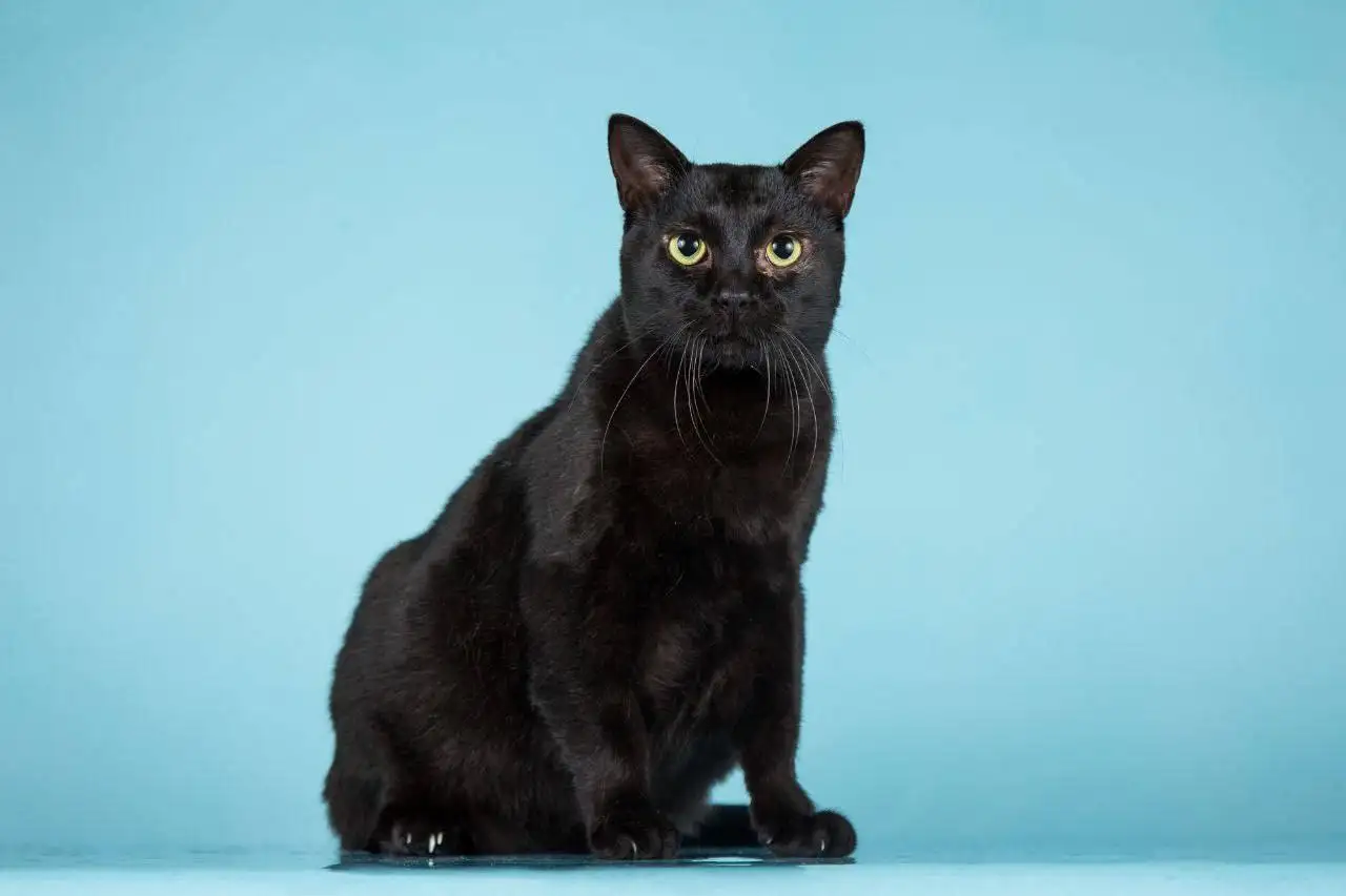 Кот Чешир ищет семью - Кошки (Животные) в Мытищи