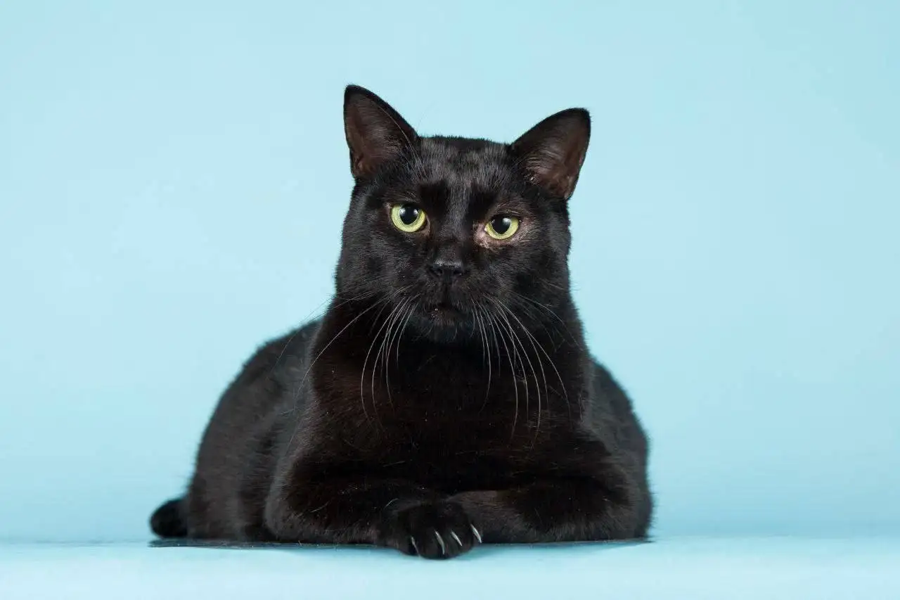 Кот Чешир ищет семью - Кошки (Животные) в Мытищи