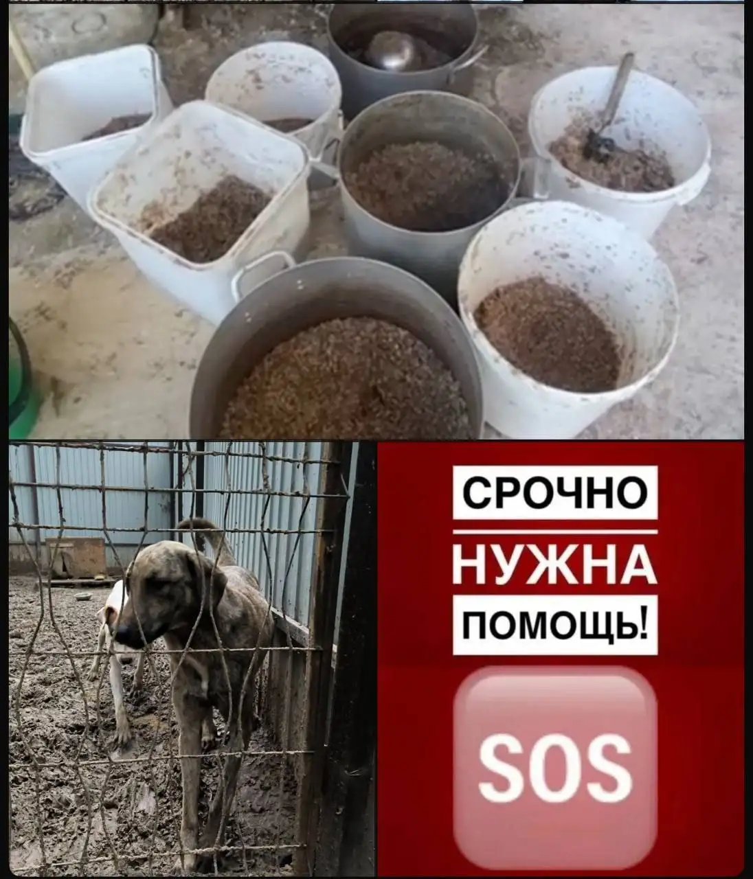 Срочно требуется помощь волонтеров и корм для приюта Хвостуны - Приюты (Животные) в Фряново