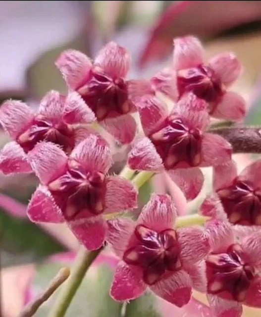 Хойя Kentiana Lori Lyn - Снегоходы в Мытищи