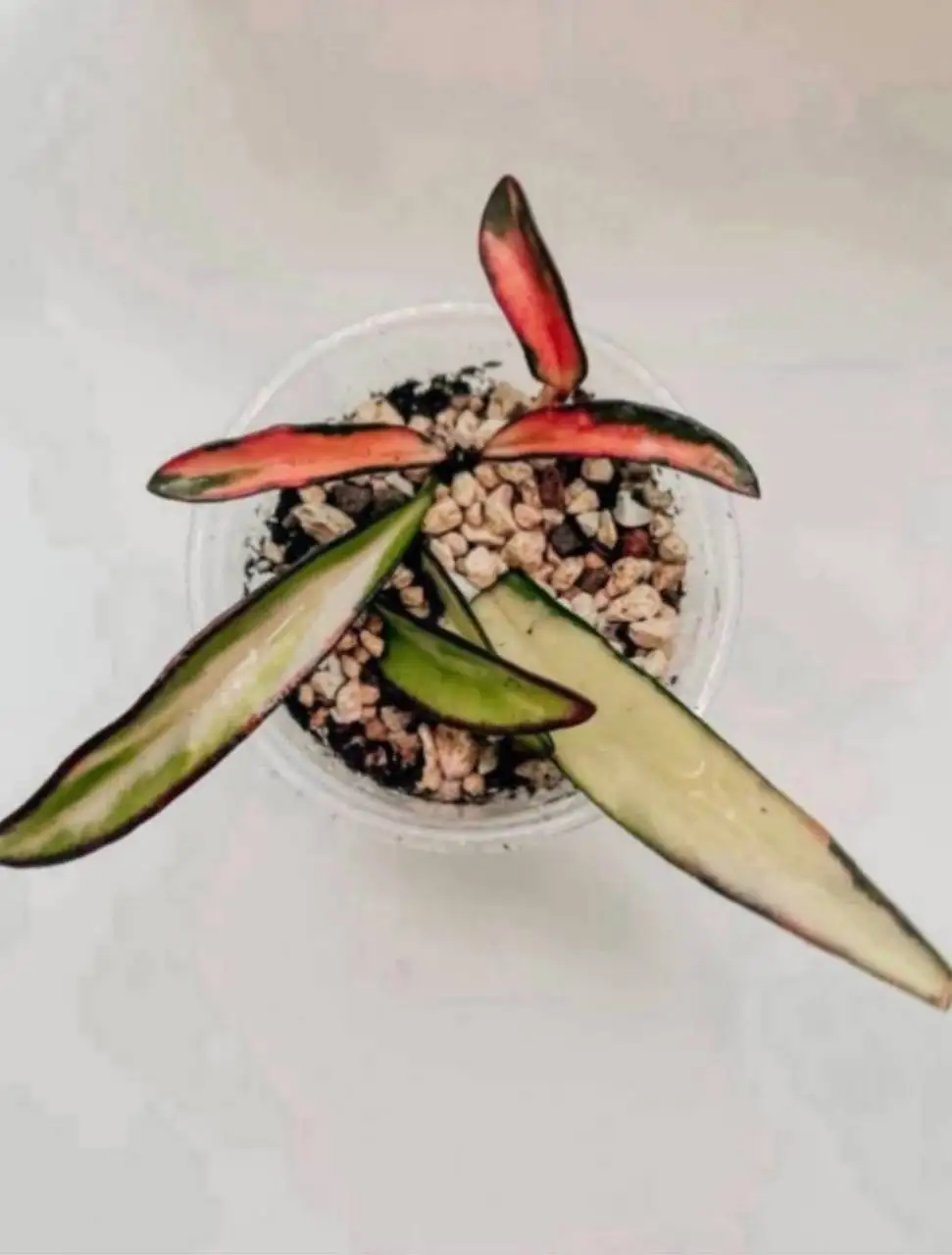 Хойя Kentiana Lori Lyn - Растения (Хобби и отдых) в Мытищи