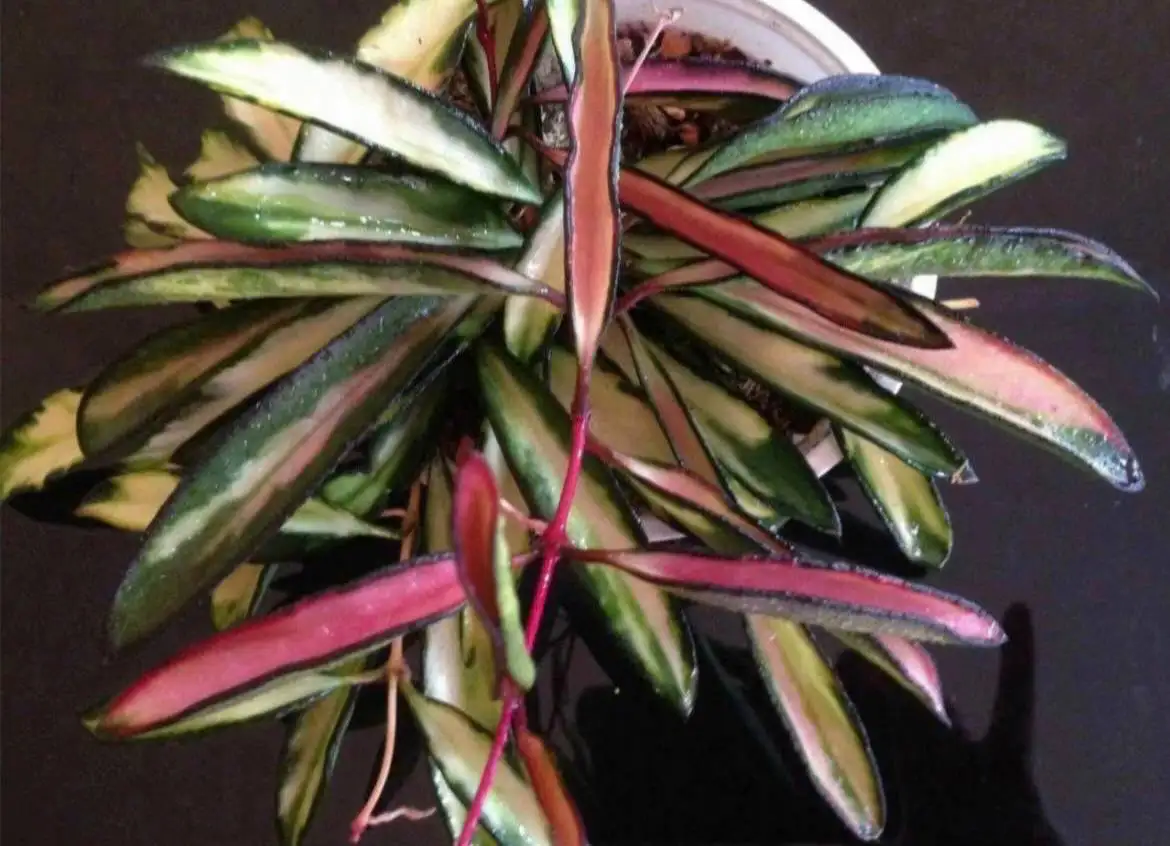 Хойя Kentiana Lori Lyn - Растения (Хобби и отдых) в Мытищи