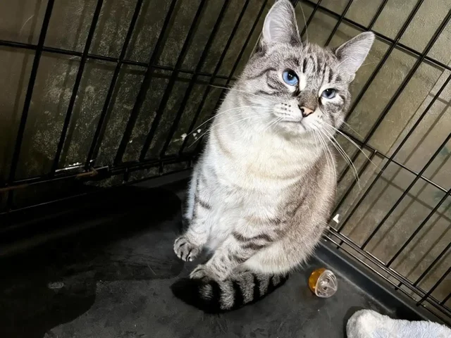 Кошка Нева ищет дом - Животные в Мытищи