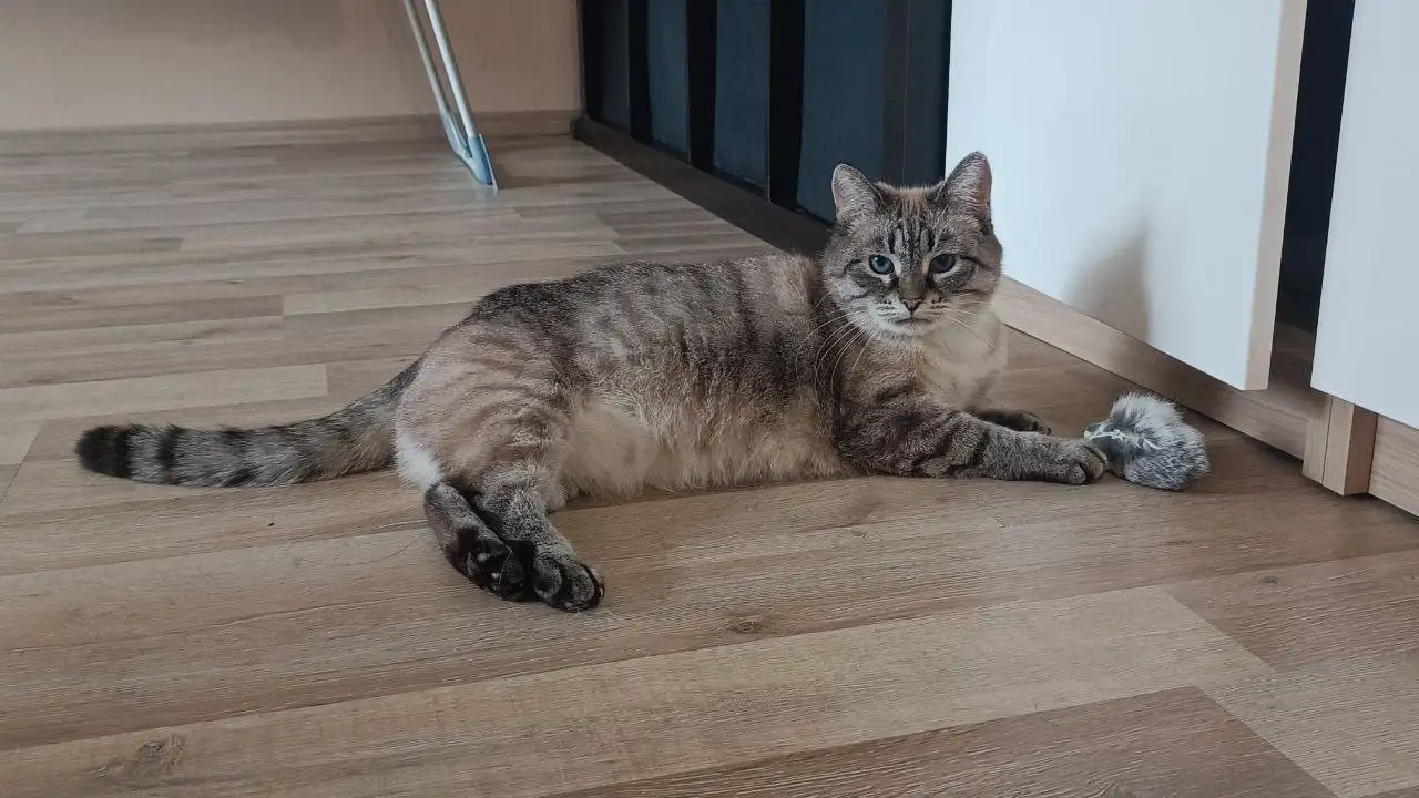 Кошка Нева ищет дом - Кошки (Животные) в Мытищи