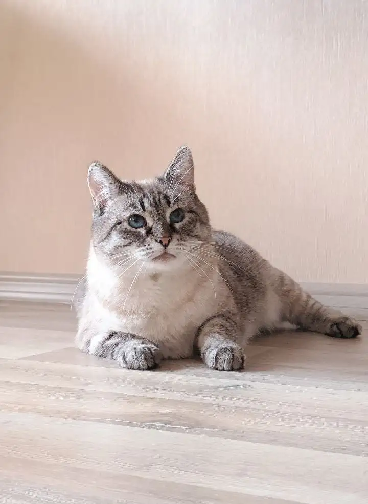 Кошка Нева ищет дом - Кошки (Животные) в Мытищи