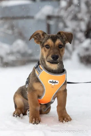 Малыш Лакки ищет дом в Москве и МО - Собаки в Москва