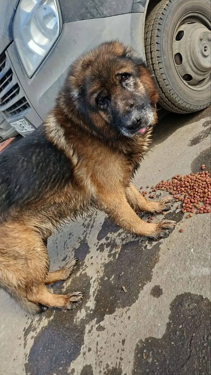 Найдена собака немецкая овчарка в Мытищах - Собаки (Животные) в Мытищи