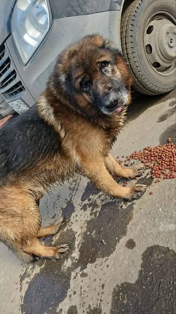 Найдена собака немецкая овчарка в Мытищах - Животные в Мытищи