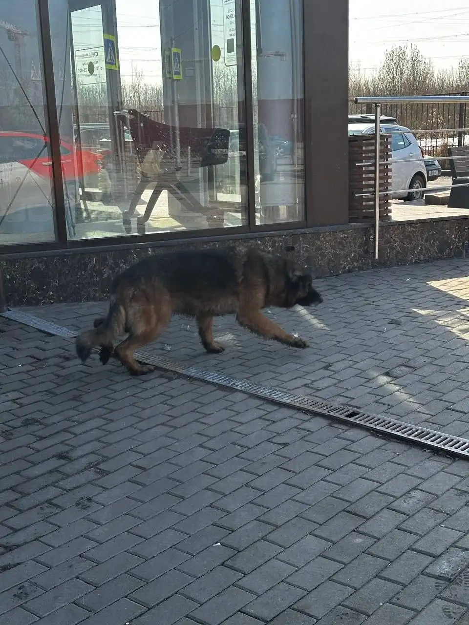 Найдена собака немецкая овчарка в Мытищах - Собаки (Животные) в Мытищи