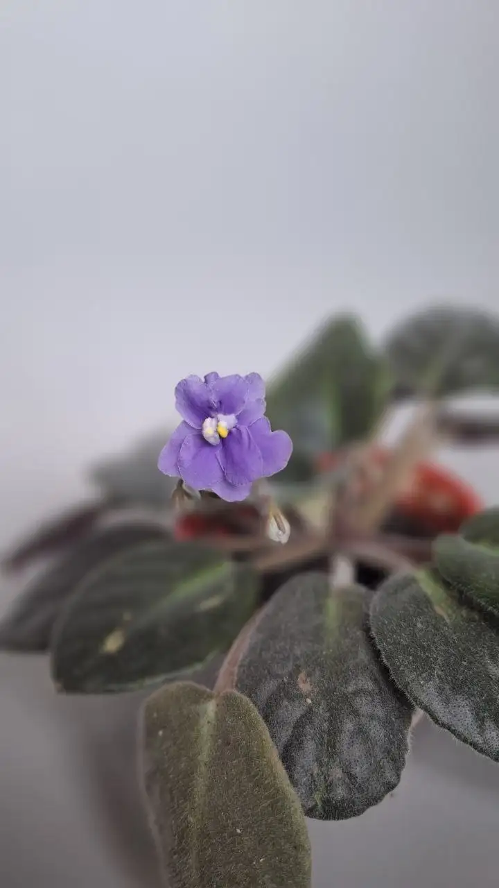 Фиалки для продажи - Растения (Хобби и отдых) в Мытищи