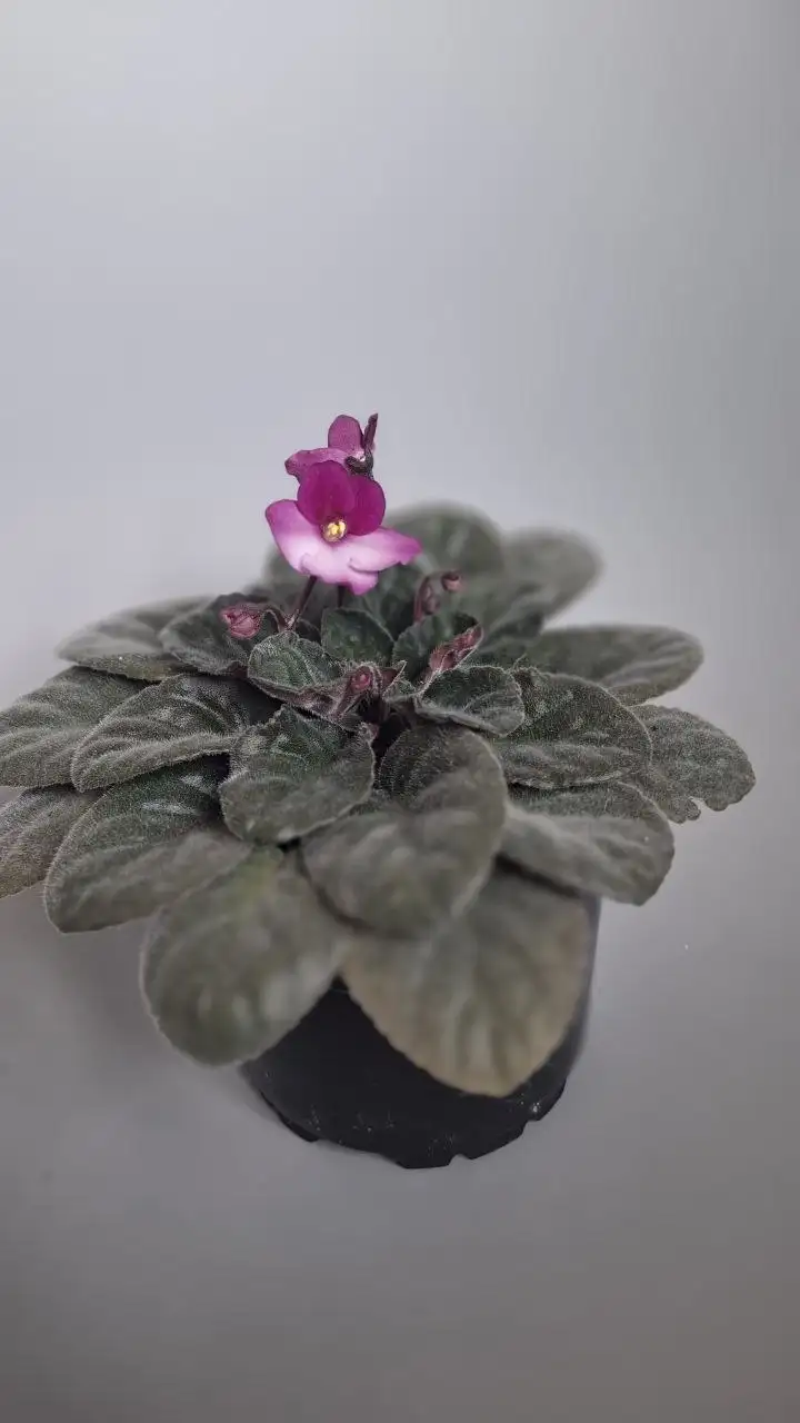 Фиалки для продажи - Растения (Хобби и отдых) в Мытищи