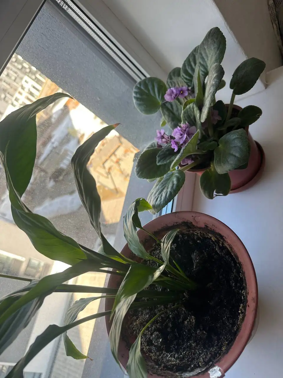 Продам комнатные растения - Растения (Хобби и отдых) в Королёв