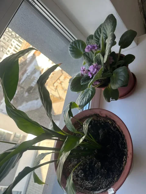 Продам комнатные растения - частное объявление в Королёв