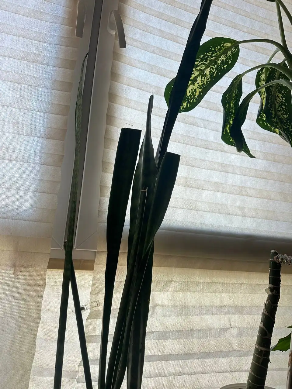 Продам комнатные растения - Растения (Хобби и отдых) в Королёв