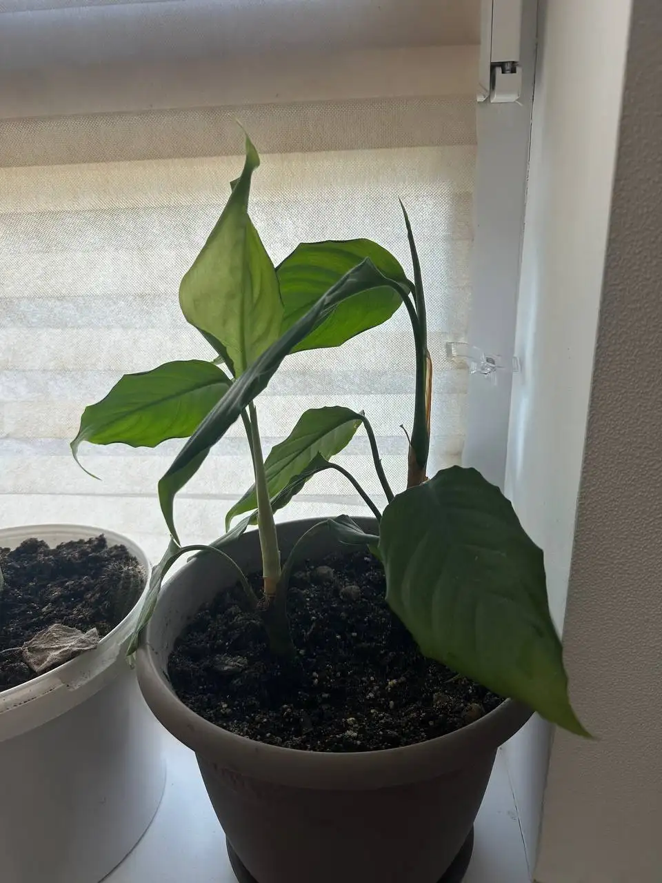 Продам комнатные растения - Растения (Хобби и отдых) в Королёв