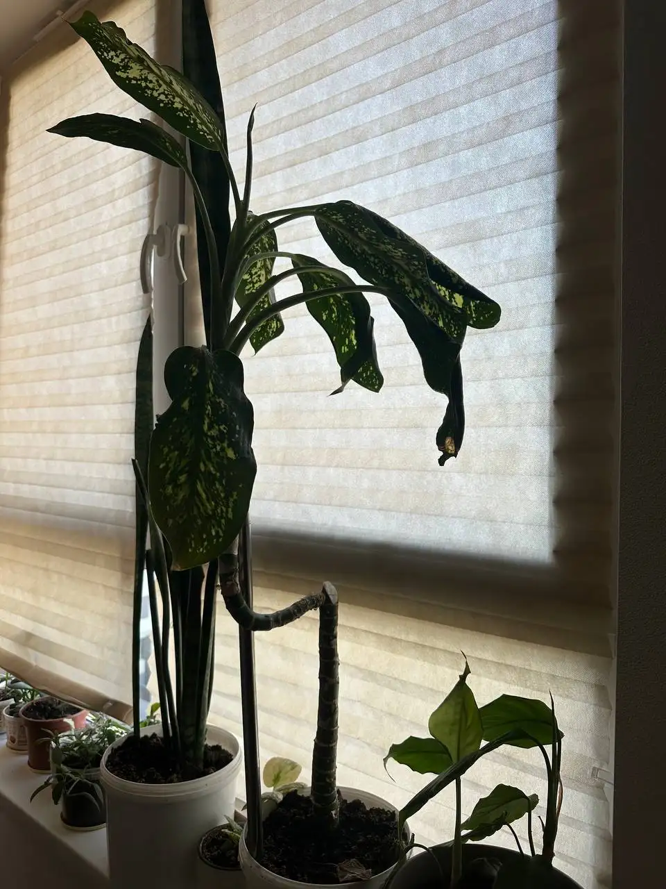 Продам комнатные растения - Растения (Хобби и отдых) в Королёв