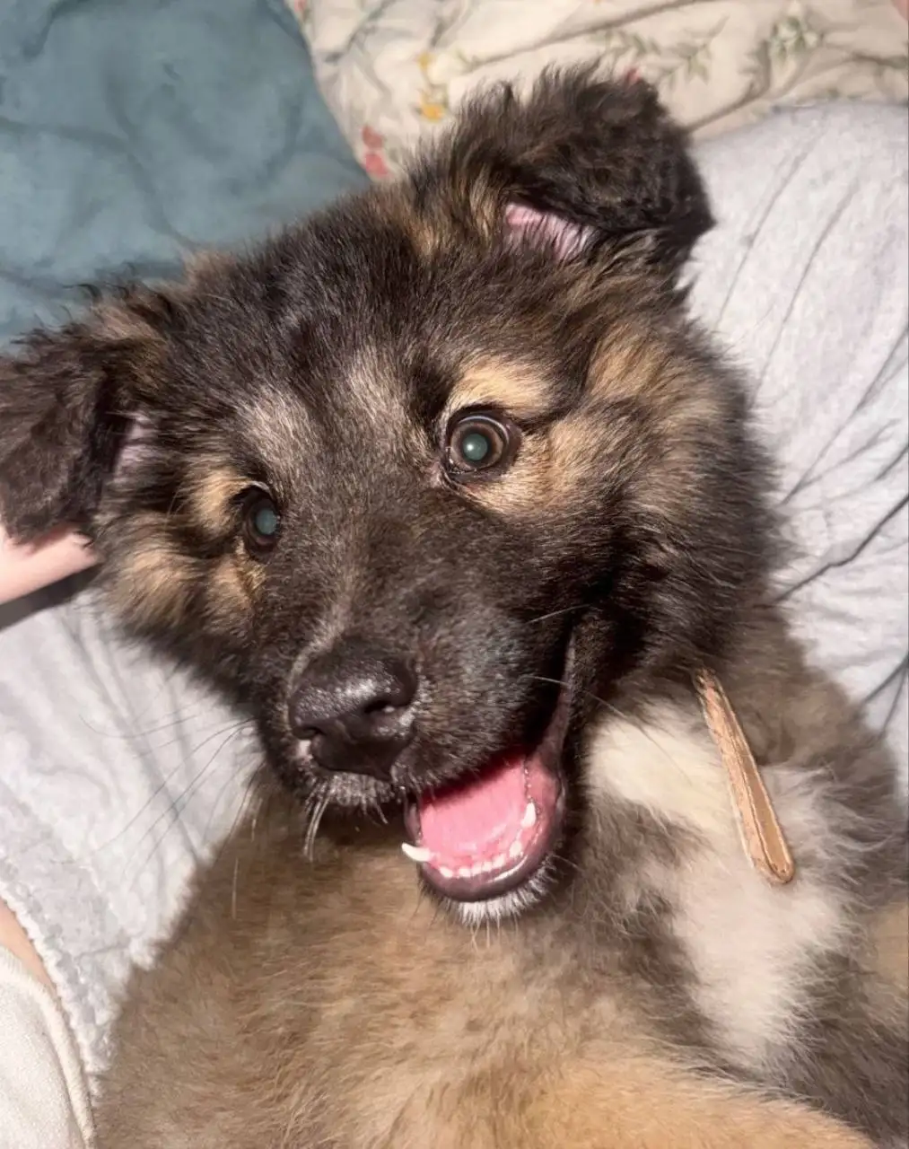 Щенок Оттоне (Тоша) 3 месяца для семьи - Собаки (Животные) в Мытищи