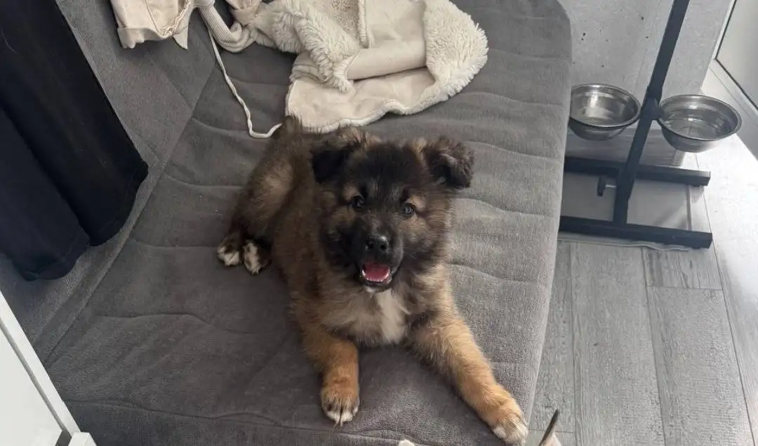 Щенок Оттоне (Тоша) 3 месяца для семьи - Собаки (Животные) в Мытищи