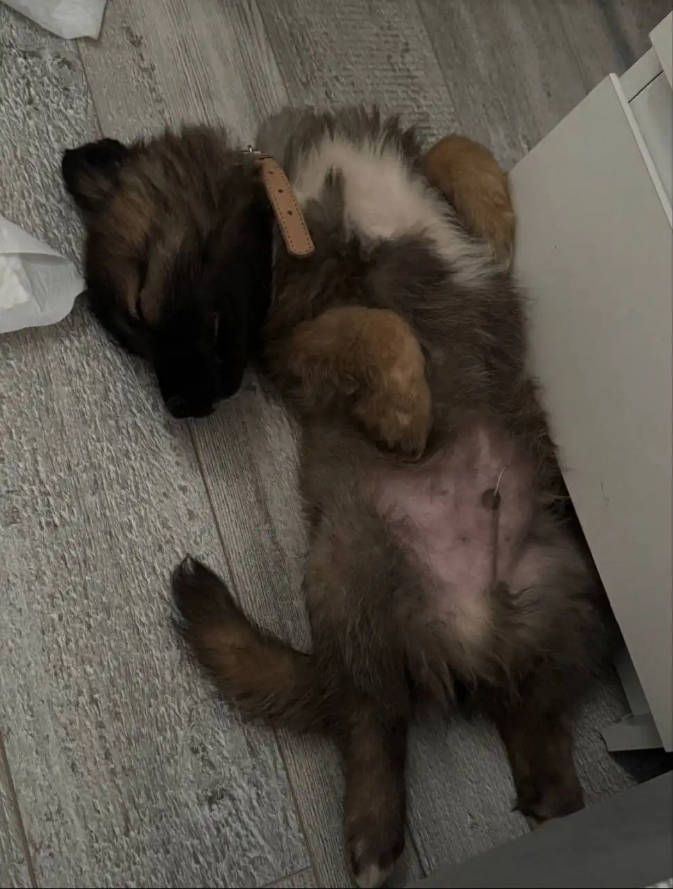 Щенок Оттоне (Тоша) 3 месяца для семьи - Собаки (Животные) в Мытищи