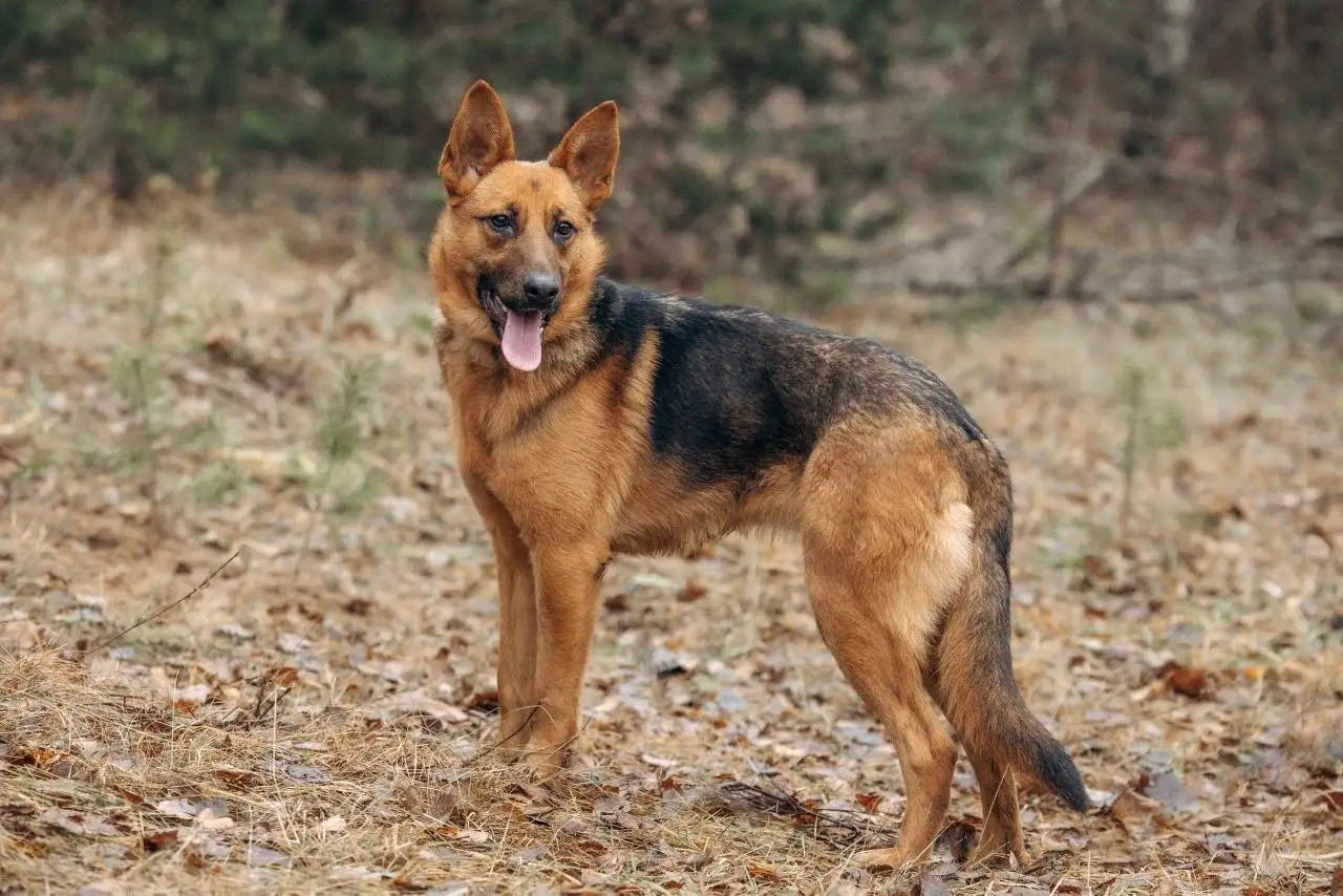 Ищем хозяев для собаки Ники из приюта - Собаки (Животные) в Мытищи