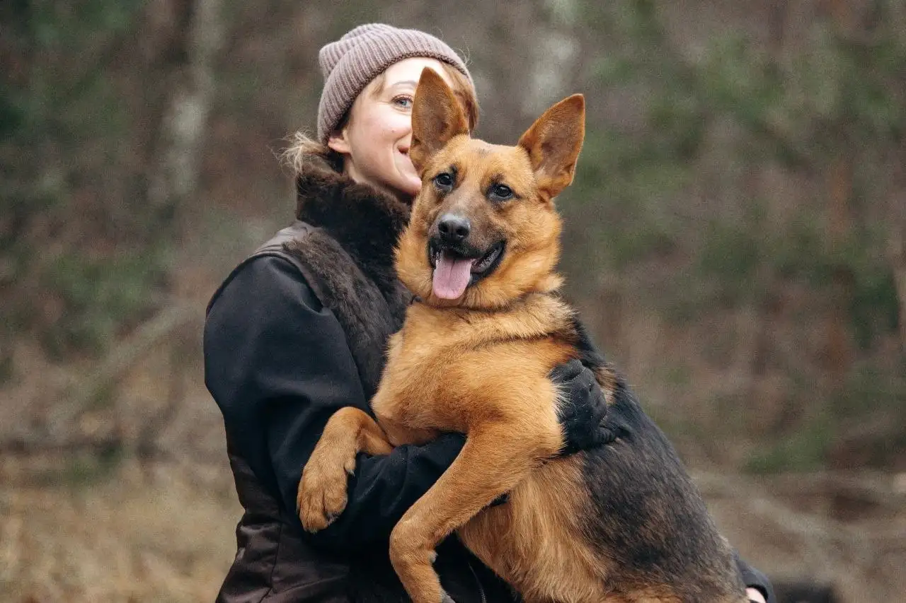Ищем хозяев для собаки Ники из приюта - Собаки (Животные) в Мытищи