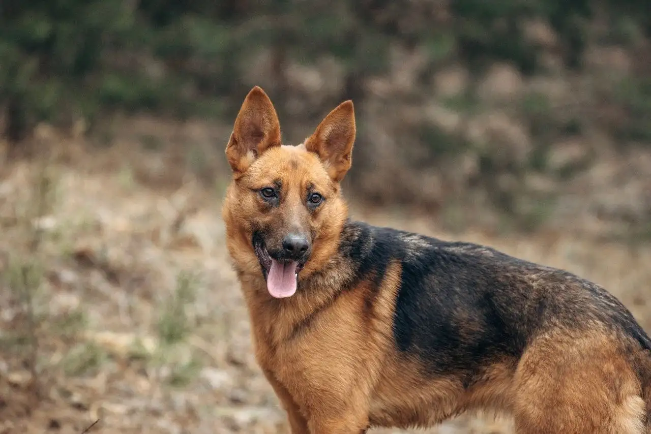 Ищем хозяев для собаки Ники из приюта - Собаки (Животные) в Мытищи