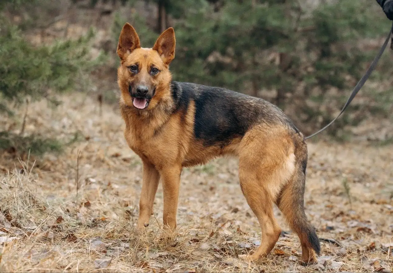 Ищем хозяев для собаки Ники из приюта - Собаки (Животные) в Мытищи