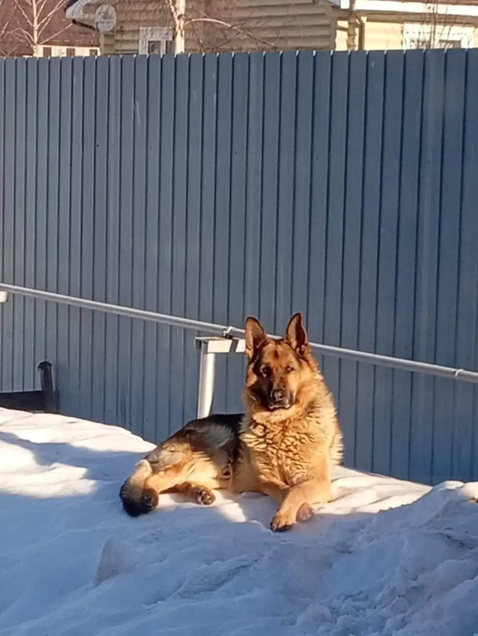 Ищет новых хозяев Гросс 6 лет - Собаки (Животные) в Мытищи