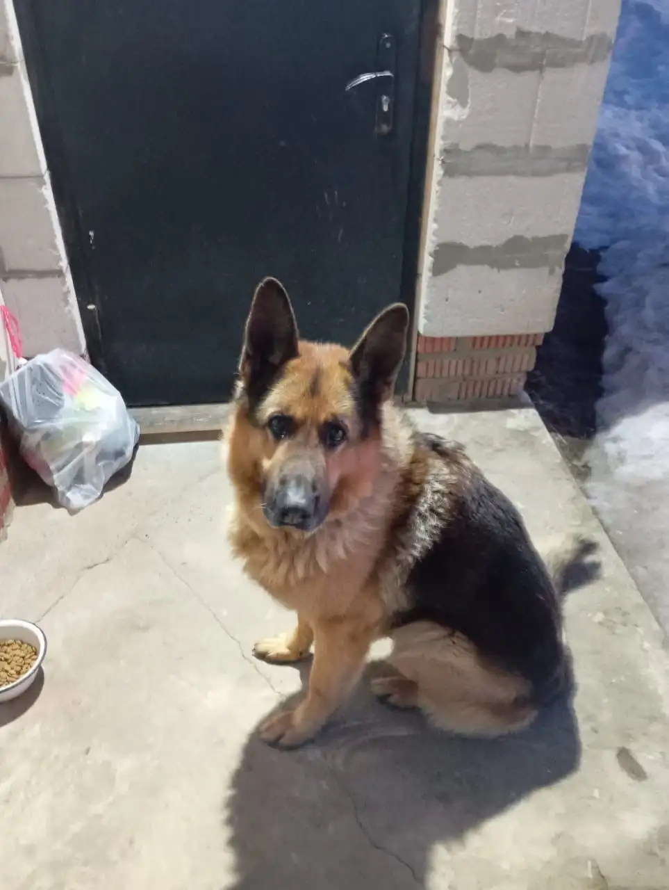 Ищет новых хозяев Гросс 6 лет - Собаки (Животные) в Мытищи