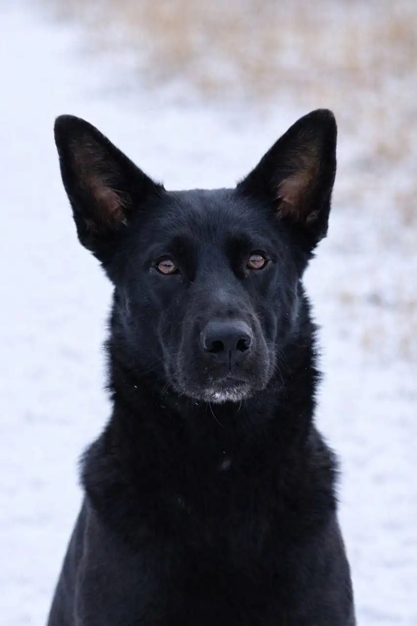 Черная кошка Лили ищет дом - Кошки (Животные) в Мытищи