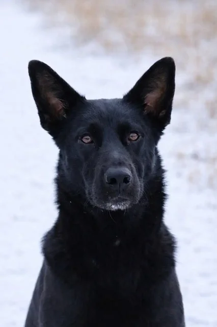 Черная кошка Лили ищет дом - частное объявление в Мытищи