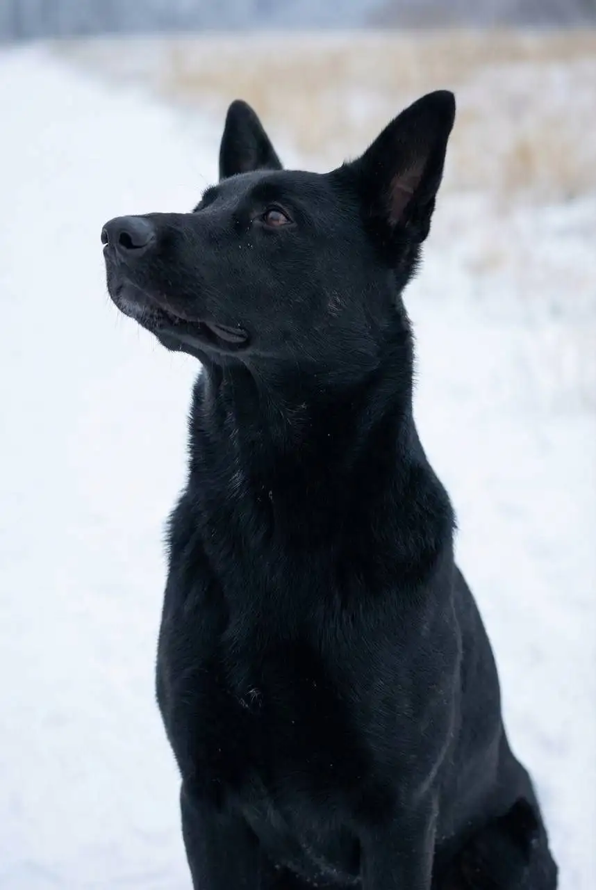 Черная кошка Лили ищет дом - Кошки (Животные) в Мытищи