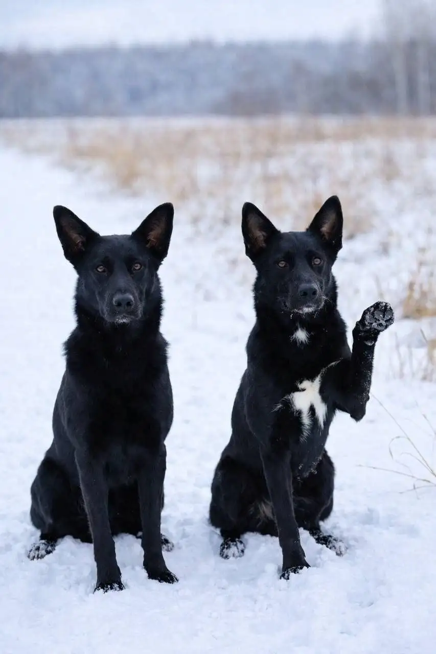 Черная кошка Лили ищет дом - Кошки (Животные) в Мытищи